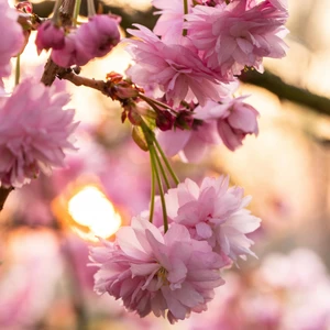 Prunus 'Kanzan'